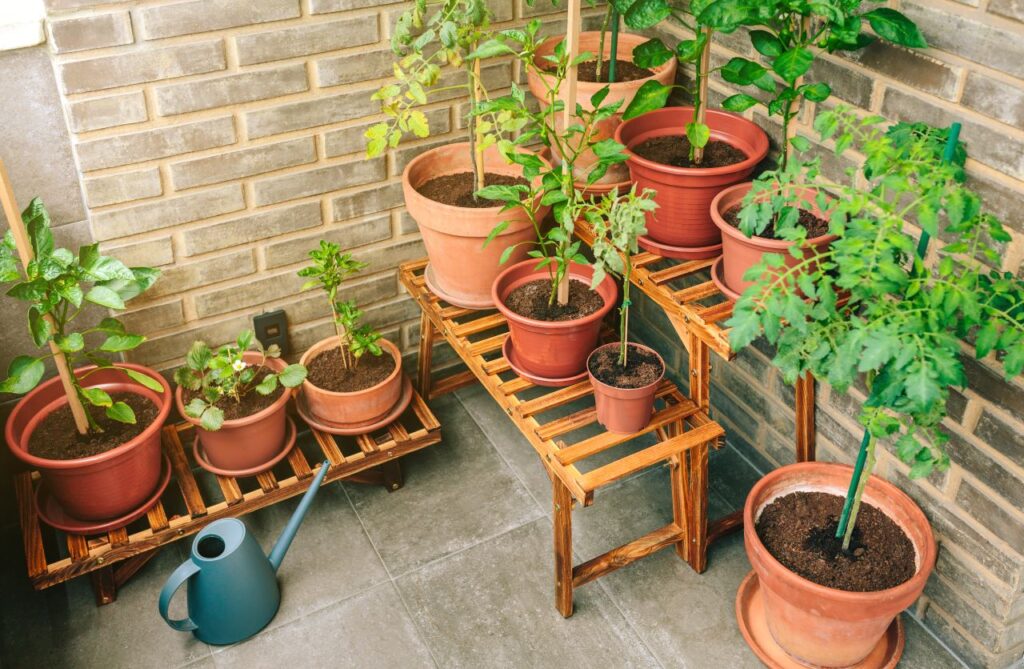 potager DANS UNE TERRASSE